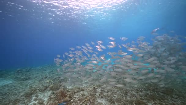 Paisaje Marino Con Bola Cebo Escuela Peces Arrecife Coral Del — Vídeo de stock