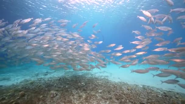 Paesaggio Marino Con Palla Esca Scuola Pesce Nella Barriera Corallina — Video Stock