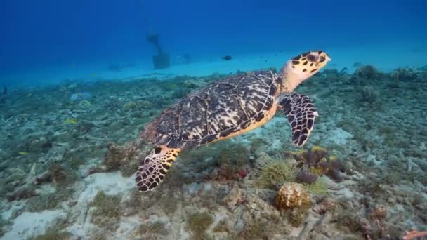 Przylądek Żółwiem Morskim Hawksbill Rafie Koralowej Morza Karaibskiego Curacao — Wideo stockowe