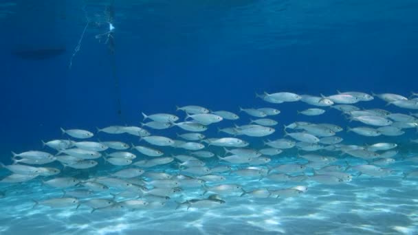 120 Fps Slow Motion Seascape Bait Ball School Fish Coral — стоковое видео
