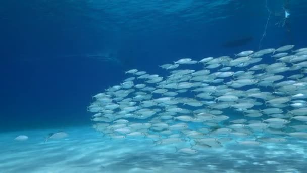 120 Fps Slow Motion Seascape Bait Ball School Fish Coral — Stok video
