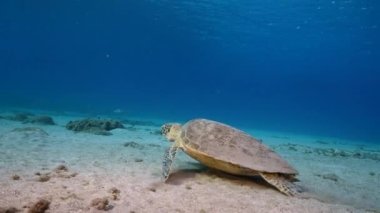 Karayip Denizi 'nin mercan kayalıklarında Yeşil Deniz Kaplumbağalı Deniz Burnu, Curacao