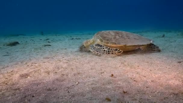 Meereslandschaft Mit Der Grünen Meeresschildkröte Korallenriff Der Karibik Curacao — Stockvideo