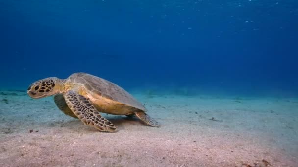 Havslandskap Med Green Sea Turtle Korallrevet Karibiska Havet Curacao — Stockvideo