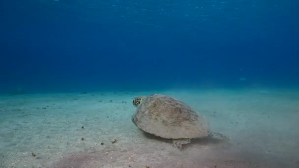 Meereslandschaft Mit Der Grünen Meeresschildkröte Korallenriff Der Karibik Curacao — Stockvideo