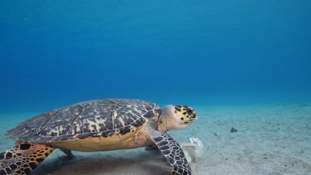 Seelandschaft Mit Falkenschnabelschildkröte Korallenriff Der Karibik Curacao — Stockvideo