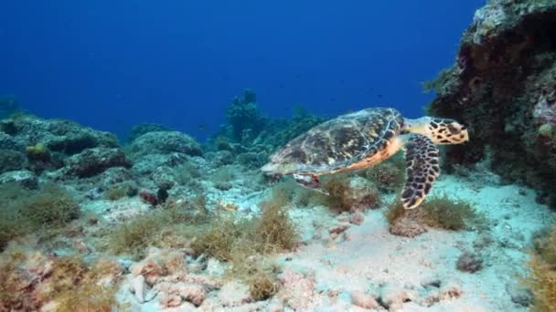 Przylądek Żółwiem Morskim Hawksbill Rafie Koralowej Morza Karaibskiego Curacao — Wideo stockowe