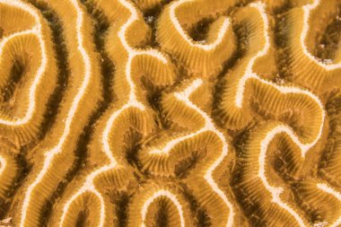 Yaklaş, Karayip Denizi resifinde mercan morfolojisi makrosu, Curacao