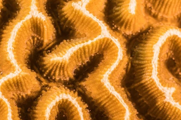 Κοντινό Πλάνο Μακροεντολή Μορφολογίας Των Κοραλλιών Στον Ύφαλο Της Καραϊβικής — Φωτογραφία Αρχείου