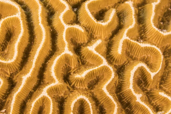 Yaklaş, Karayip Denizi resifinde mercan morfolojisi makrosu, Curacao