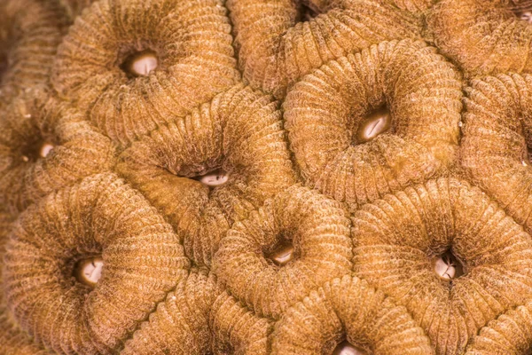 Κοντινό Πλάνο Μακροεντολή Μορφολογίας Των Κοραλλιών Στον Ύφαλο Της Καραϊβικής — Φωτογραφία Αρχείου