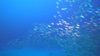 Yem Toplu Deniz Burnu, Karayip Denizi 'nin mercan kayalıklarında balık okulu, Curacao