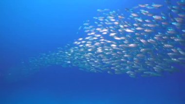 Yem Toplu Deniz Burnu, Karayip Denizi 'nin mercan kayalıklarında balık okulu, Curacao