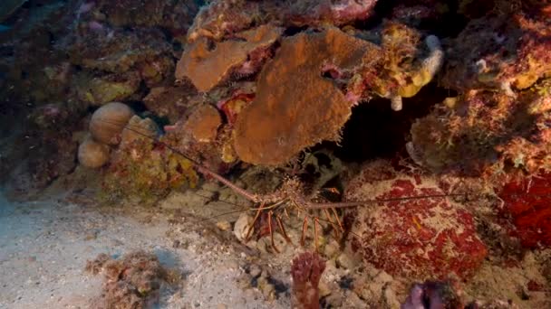 Paysage Marin Avec Homard Épineux Dans Récif Corallien Mer Des — Video