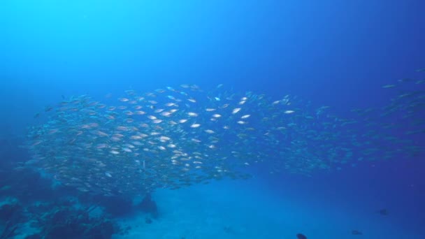 Seelandschaft Mit Köderball Fischschwärme Korallenriff Der Karibik Curacao — Stockvideo