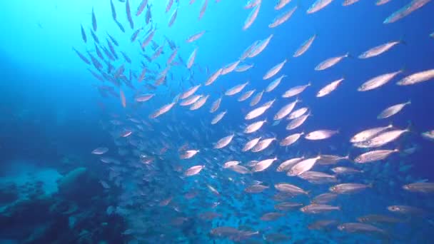 Seascape Bait Ball School Fish Coral Reef Caribbean Sea Curacao — Stock Video