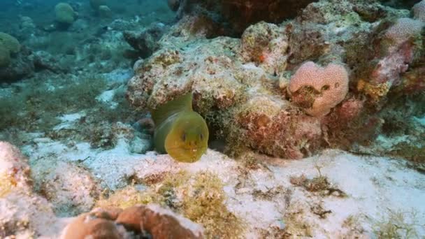 Θαλάσσιο Τοπίο Πράσινο Χέλι Moray Στον Κοραλλιογενή Ύφαλο Της Καραϊβικής — Αρχείο Βίντεο