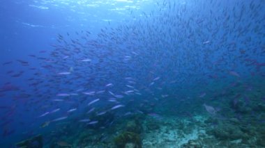 Karayip Denizi 'nin mercan kayalıklarında Boga Balığı Okulu ile Deniz Burnu, Curacao