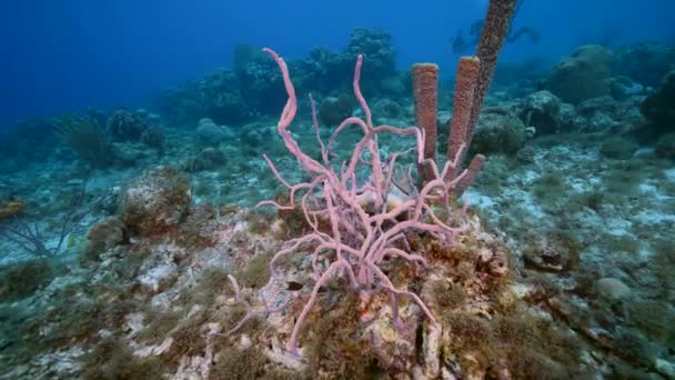 Meereslandschaft Mit Der Grünen Meeresschildkröte Korallenriff Der Karibik Curacao — Stockvideo
