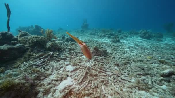 Seascape Reef Squid Coral Sponge Coral Reef Caribbean Sea Curacao — 图库视频影像