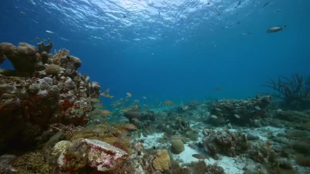 Paisaje Marino Con Varios Peces Coral Esponja Arrecife Coral Del — Vídeos de Stock