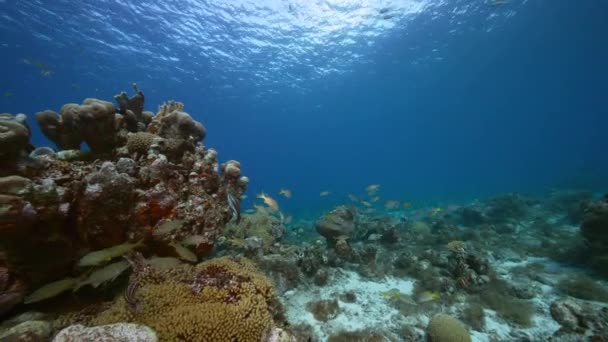 Θαλάσσιο Τοπίο Διάφορα Ψάρια Κοράλλια Και Σφουγγάρι Στον Κοραλλιογενή Ύφαλο — Αρχείο Βίντεο