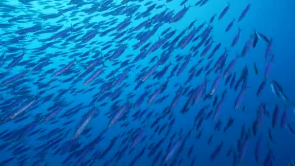 Морской Пейзаж Школой Рыб Рыба Бога Коралловом Рифе Карибского Моря — стоковое видео