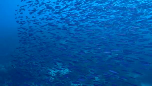 Paisaje Marino Con Escuela Peces Boga Pescado Arrecife Coral Del — Vídeos de Stock