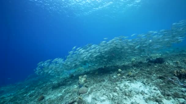 Paisaje Marino Con Bola Cebo Escuela Peces Arrecife Coral Del — Vídeo de stock