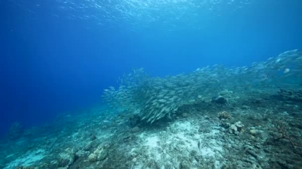 Paesaggio Marino Con Palla Esca Scuola Pesce Nella Barriera Corallina — Video Stock