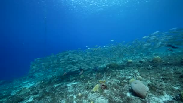 Paisaje Marino Con Bola Cebo Escuela Peces Arrecife Coral Del — Vídeo de stock