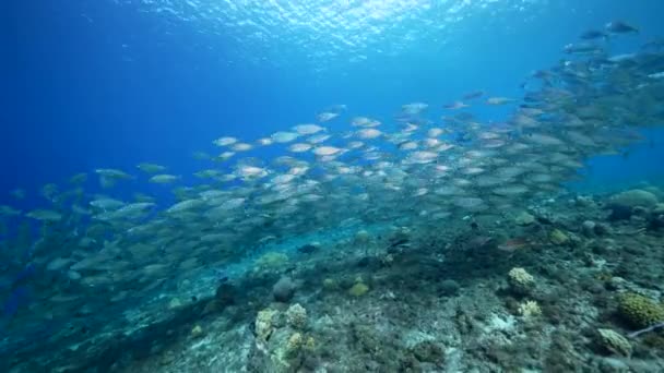 Paisaje Marino Con Bola Cebo Escuela Peces Arrecife Coral Del — Vídeo de stock