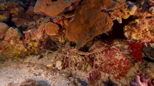 Seascape Spiny Lobster Coral Reef Caribbean Sea Curacao — Stock Video
