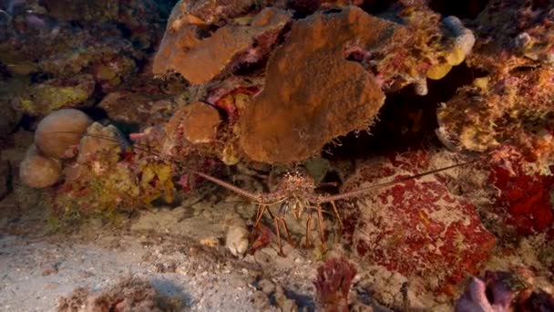 Seascape Spiny Lobster Coral Reef Caribbean Sea Curacao — Stock Video