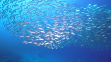 Yem Toplu Deniz Burnu, Karayip Denizi 'nin mercan kayalıklarında balık okulu, Curacao