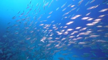 Yem Toplu Deniz Burnu, Karayip Denizi 'nin mercan kayalıklarında balık okulu, Curacao