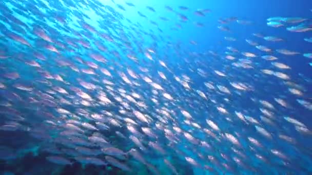 Paisaje Marino Con Bola Cebo Escuela Peces Arrecife Coral Del — Vídeo de stock