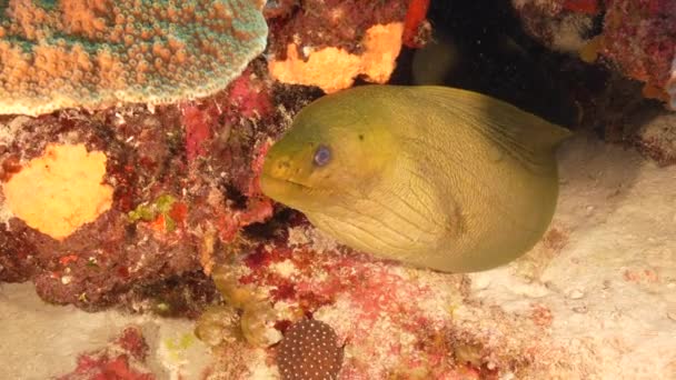 Zeegezicht Met Green Moray Eel Het Koraalrif Van Caribische Zee — Stockvideo