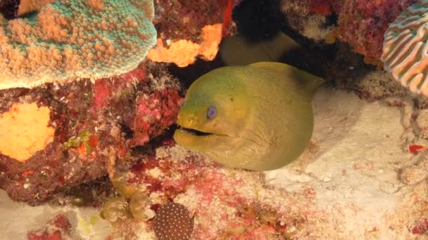 Zeegezicht Met Green Moray Eel Het Koraalrif Van Caribische Zee — Stockvideo