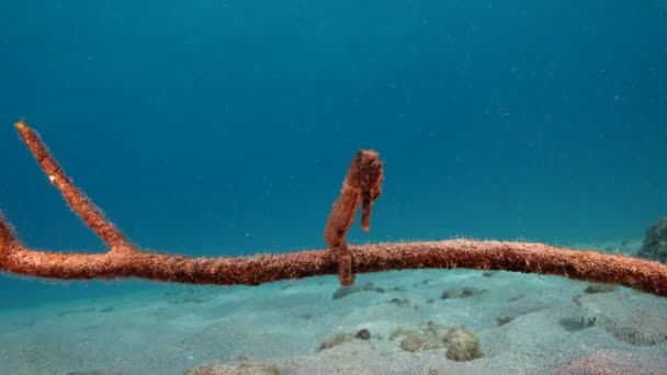 120 Fps Slow Motion Seascape Seahorse Sandy Ground Caribbean Sea — Stock video