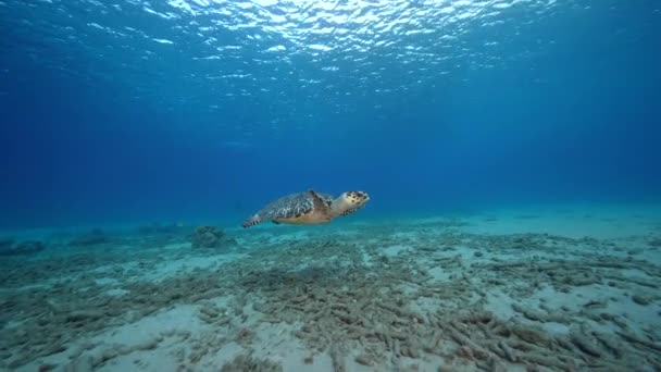 Seascape Hawksbill Sea Turtle Coral Reef Caribbean Sea Curacao — Video Stock