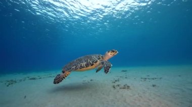 Karayip Denizi 'nin mercan kayalıklarında Şahin Gagalı Deniz Kaplumbağası, Curacao