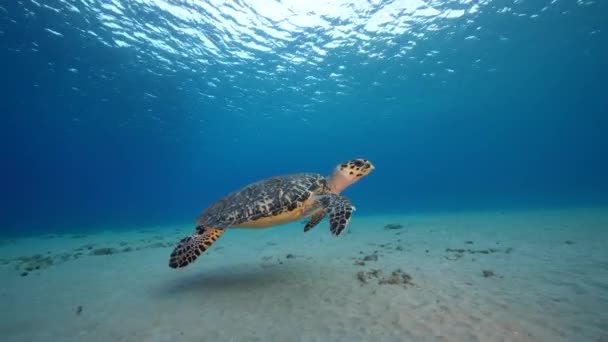 Seascape Hawksbill Sea Turtle Coral Reef Caribbean Sea Curacao — Video Stock