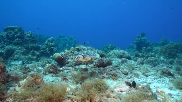 カリブ海のサンゴ礁のホークスビルウミガメとの海 キュラソー島 — ストック動画