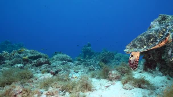 カリブ海のサンゴ礁のホークスビルウミガメとの海 キュラソー島 — ストック動画
