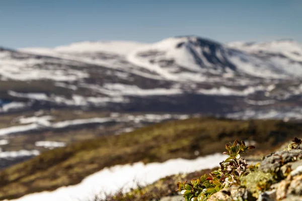 Paesaggio Primaverile Nella Dovrefjell Norvegia Con Rocce Colline Montagne Macchie — Foto Stock