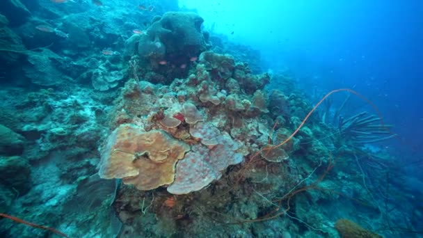 카라카스 제도의 산호초에 물고기 스펀지를 가지고 즐기는 — 비디오