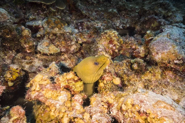 Морской Пейзаж Зеленым Угрем Морея Коралловом Рифе Карибского Моря Кюрасао — стоковое фото