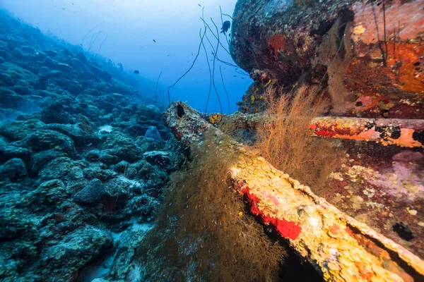 Havslandskap Med Olika Fiskar Korall Och Svamp Korallrevet Karibiska Havet — Stockfoto