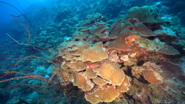 Meereslandschaft Mit Verschiedenen Fischen Korallen Und Schwämmen Korallenriff Der Karibik — Stockvideo